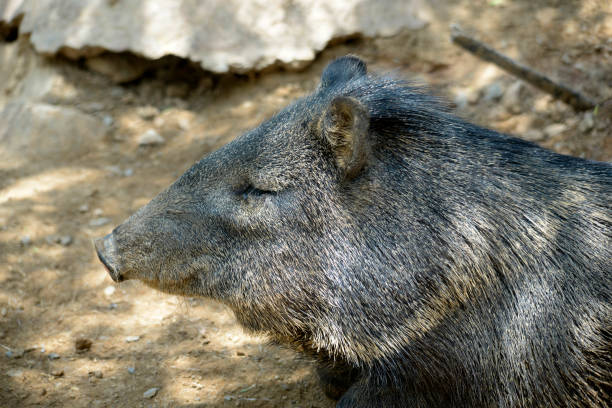 istock Close up photograph of wild boar resting 1299397833