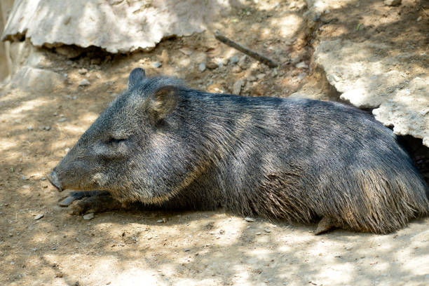 close-up photography wild boar resting,