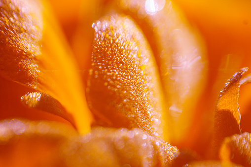 tulips in the early morning. morning in the Park. flowers with dew drops close-up macro photo. caramel color