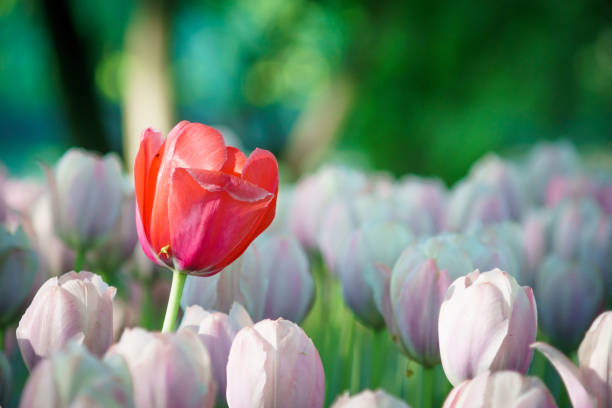 istock blooming flowers. Red Tulip on white background 1299400276
