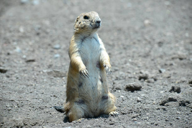 istock Prairie dog in its natural habitat 1299400623