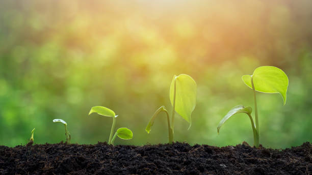 istock agriculture plant seedlings growing in germination sequence on fertile soil with blurred greenery background 1299402455