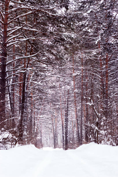 winter landscape snowy road in dense pine forest