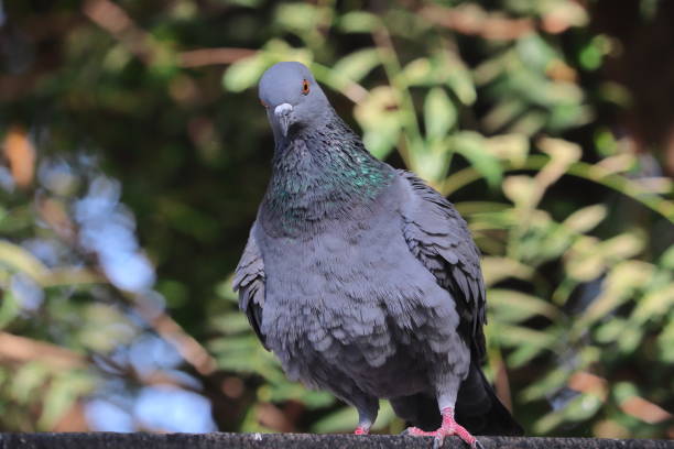 closeup front view of A pigeon resting in the summer
