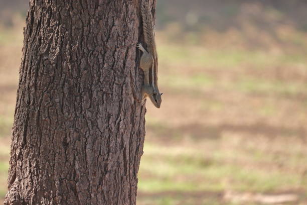 istock Seeing a squirrel sitting on the bark of a tree 1299404870