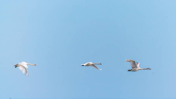 istock A flock of swans in flight 1299406954