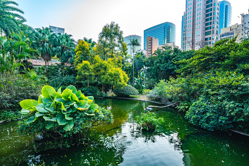 Kowloon Park in the centre of Hong Kong city surrounded by high-rise offices