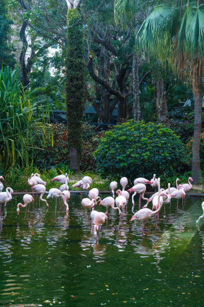 Flamingos in Kowloon Park, Hong Kong