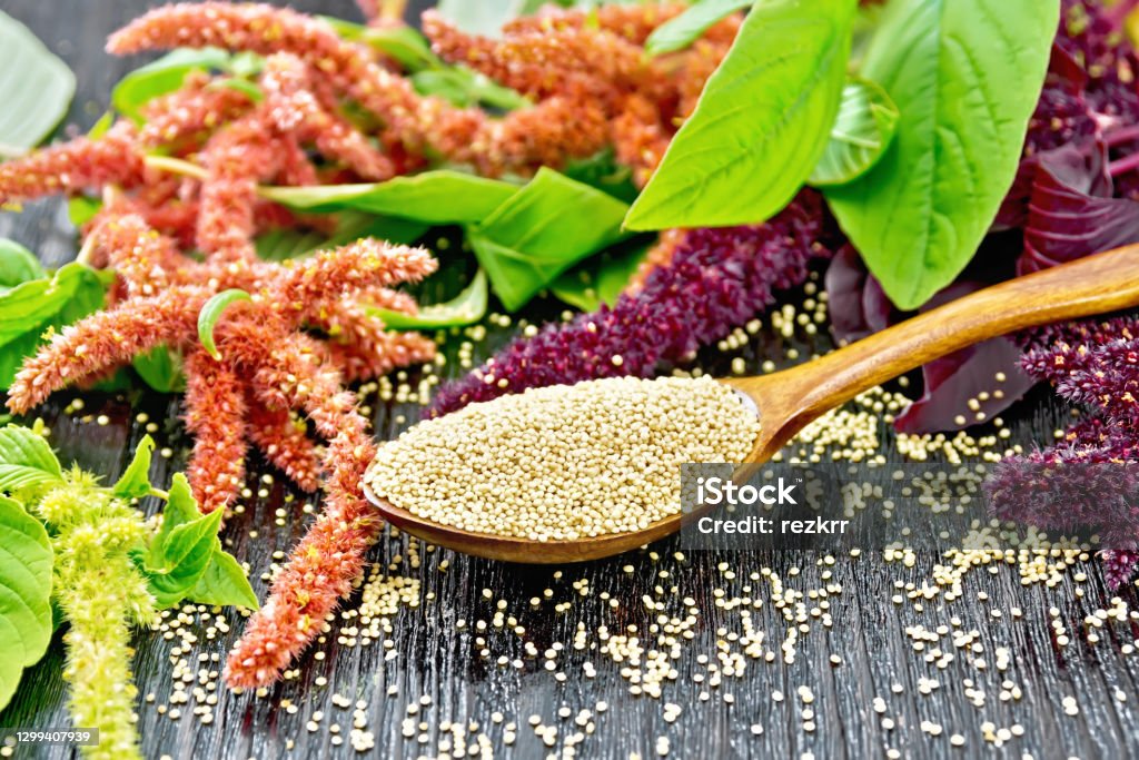 Amaranth groats in spoon on board Amaranth groats in a spoon, burgundy, green and red inflorescences with leaves on a wooden board background Amaranth Family Stock Photo