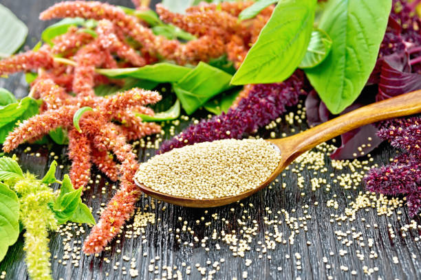 Amaranth groats in spoon on board Amaranth groats in a spoon, burgundy, green and red inflorescences with leaves on a wooden board background inflorescence photos stock pictures, royalty-free photos & images