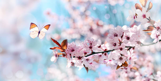 istock Blossom tree over nature background with butterfly. Spring flowers. Spring Background. 1299407946