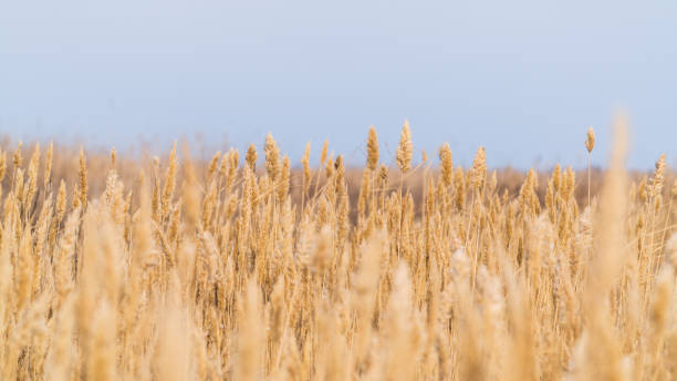 Dry reeds against the sky, selective focus