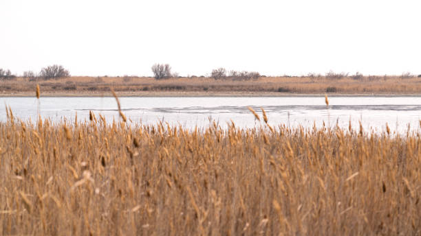 Absheron National Park, wildlife reserve Absheron National Park, wildlife reserve baku national park stock pictures, royalty-free photos & images