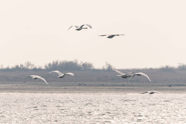 istock A flock of swans in flight 1299408157