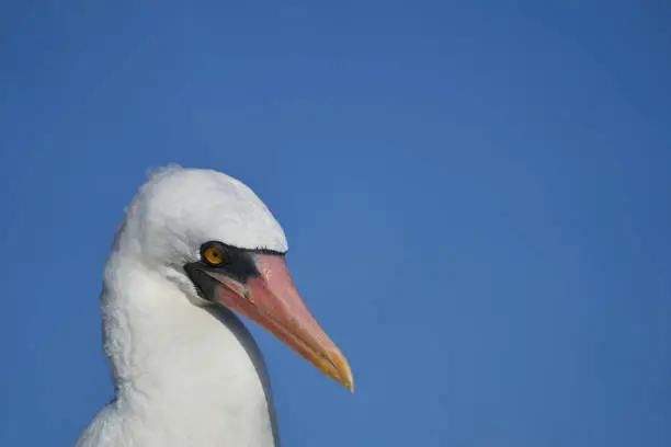 Nazca booby, Sula granti, is a large white seabird, with black face mask, living on Galapagos Islands in the pacific ocean, formerly known as masked booby. Ecuador, South America