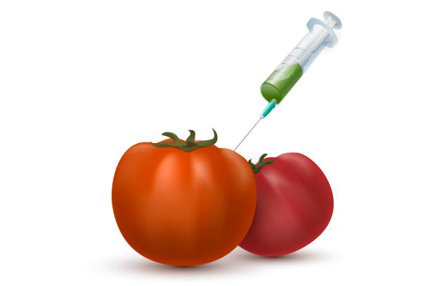 ilustrações de stock, clip art, desenhos animados e ícones de gmo tomato - injecting healthy eating laboratory dna