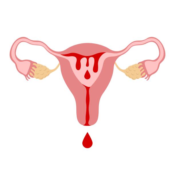 bildbanksillustrationer, clip art samt tecknat material och ikoner med menstruation livmoder - äggledare illustrationer