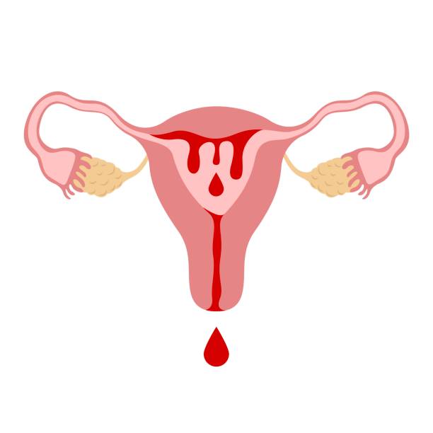 menstruation uterus Uterus with blood, menstruation symbol on white background Ovulation stock illustrations