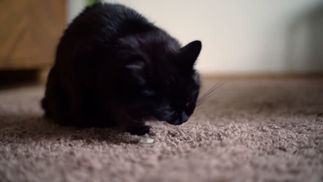 Black cat throwing up on the carpet at home. Domestic cat vomit. Sick pet.