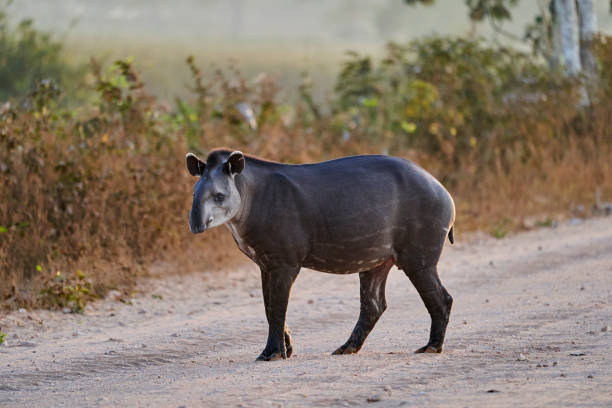 südamerikanischer tapir, tapirus terrestris, auch brasilianischer, amazonas- oder tieflandtapir genannt, auf der transpantaneira nach porto jofre in den feuchtgebieten des pantanal-sumpfes, brasilien, südamerika - tapir stock-fotos und bilder