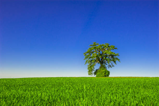 istock tree. preservation of nature and environment 1299410700