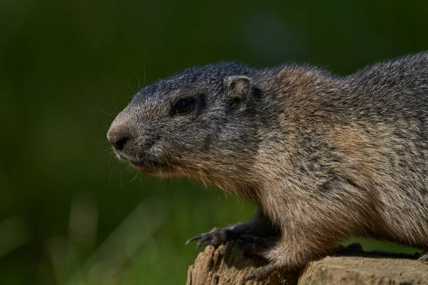 marmota monax, hava tahmini için punxsutawney phil ile film groundhog gün bilinen groundhog - punxsutawney phil stok fotoğraflar ve resimler