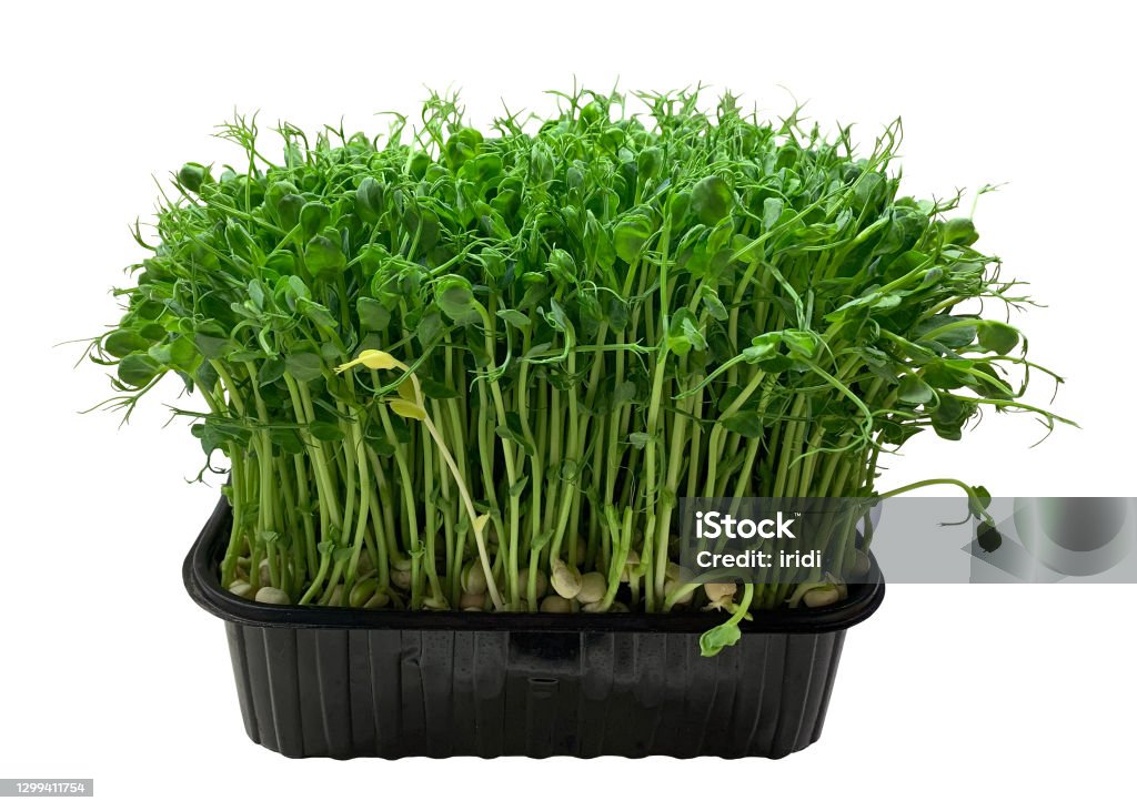 Box microgreens beans on wg There is a microgreens beans box. White background. Isolated. Agriculture Stock Photo