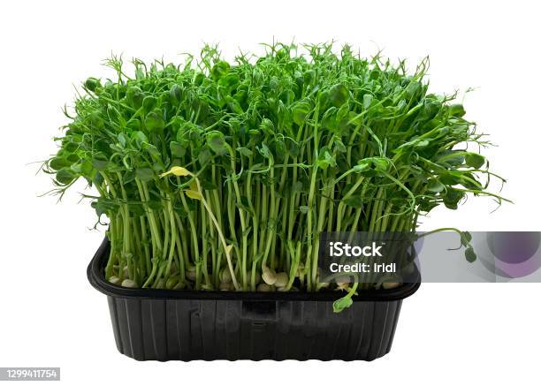 Box Microgreens Beans On Wg Stock Photo - Download Image Now - Agriculture, Bean, Biology