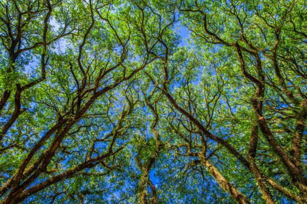 tree. preservation of nature and environment
