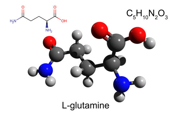 chemical formula, structural formula and 3d ball-and-stick model of l-glutamine - hydrogen molecule white molecular structure imagens e fotografias de stock