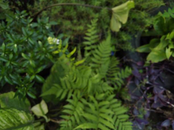 istock Beautiful green plant 1299414917