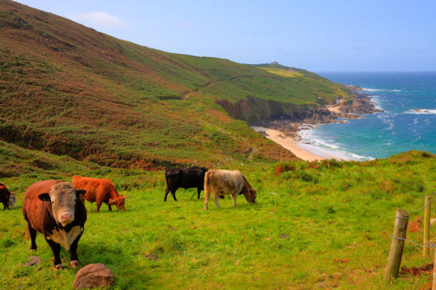istock Cornish coast and countryside Portheras Cove Cornwall with cows 1299414975