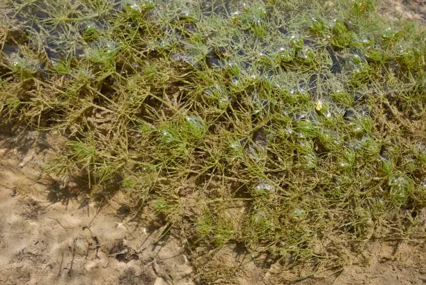 Ceratophyllum demersum aquatic plant in a stream