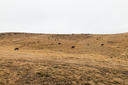 Herd of cows on a meadow in autumn morning