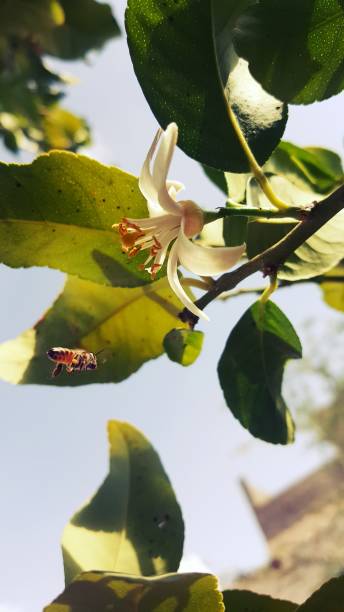 istock The fruit of the lemon tree 1299419413