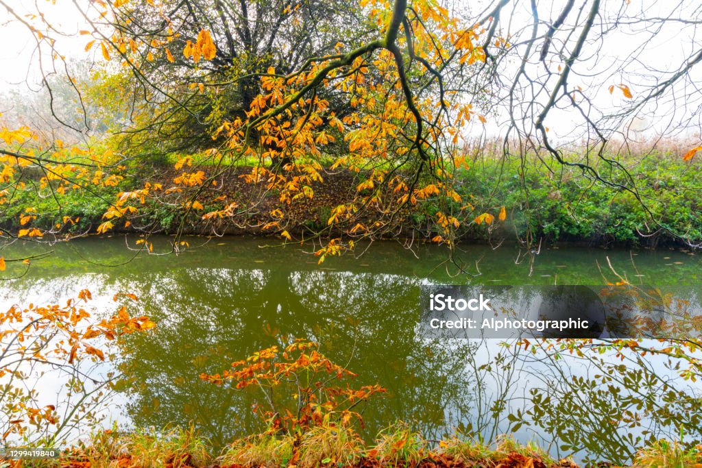 Tree branches in winter over a stream Tree branches in winter over a stream in Hinchingbrooke Country Park, Huntingdon, UK. 2021 Stock Photo