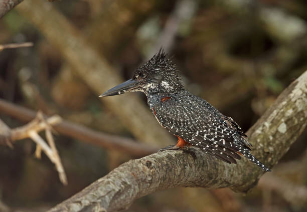 Satpura National Park is located in the central highlands of Madhya Pradesh and has shown an increasing population of tiger, year on year, together with a healthy prey base and complement of birdlife and wildlife. The tiger reserve lies south and east of the Tawa Reservoir and to the west of Pachmarhi plateau.