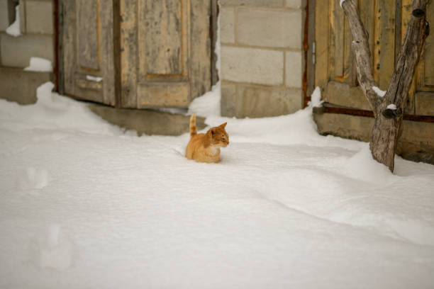 istock Ginger cat is walking in deep snow. Winter swimming 1299420705