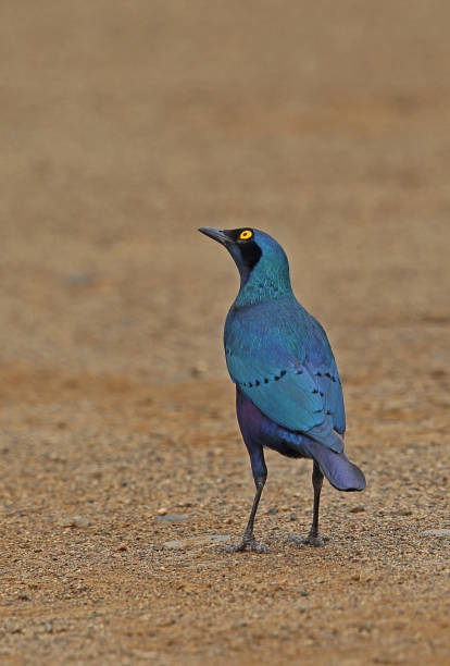 grand élingue à oreilles bleues - greater blue eared glossy starling photos et images de collection