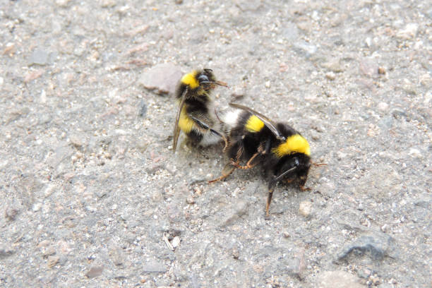 istock pair of bumblebees mating on an asphalt road 1299422391