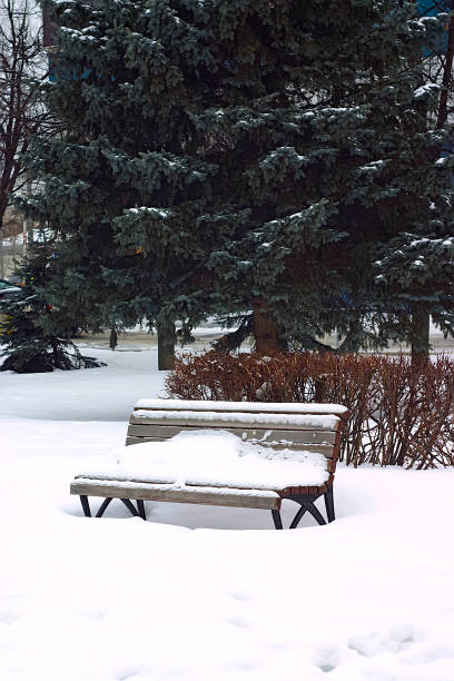 istock the snow-covered bench near a spruce tree 1299424779