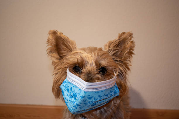 istock dog with mask to protect himself from COVID-19 1299425829
