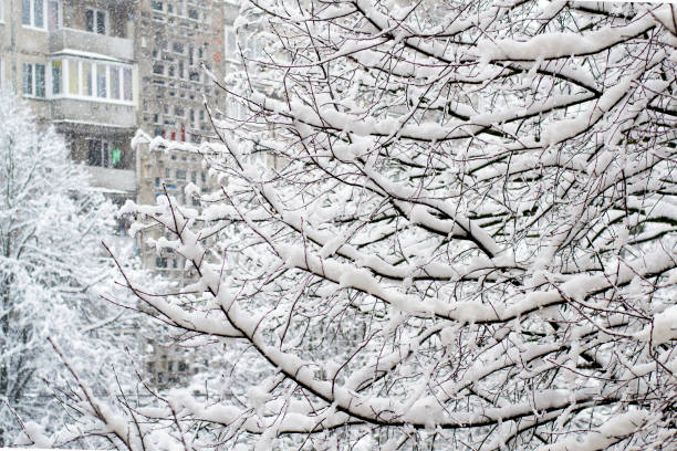 istock Snow falls on the branches of trees 1299426709