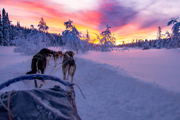 Husky tour in sweden with a beatifull sunset During a husky tour in the winter of 2017-2018 we had two hour husky tour. With two hours of really nice red sky. beatifull stock pictures, royalty-free photos & images