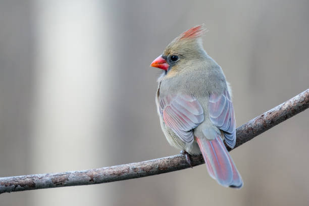istock Close-up of a female cardinal (Cardinalis cardinalis) perched on a branch 1299429158