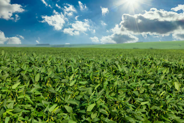 istock Soy field in the sunshine with blue sky 1299429380