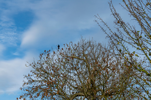 Bare tree in winter with a crow on the upper branches.