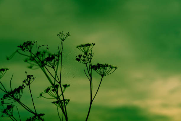 Last year's cow parsley dried remains at dawn with cobwebs covered in dew on a misty day