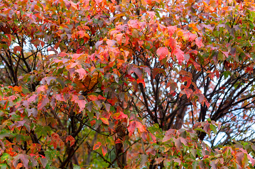 Colourful leaves on a tree branch in autumn.