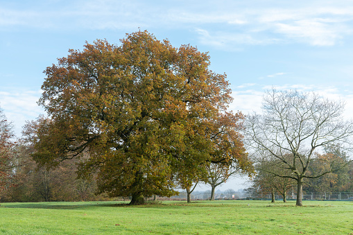 Oak tree in a field.
